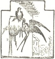 Ảnh minh họa hai chú chim