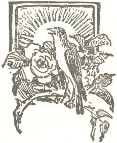 Chim Sơn Ca và bông hồng
