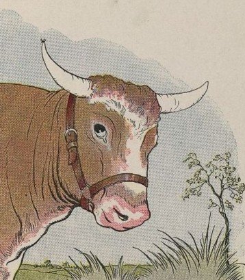 CON MUỖI VÀ CON BÒ