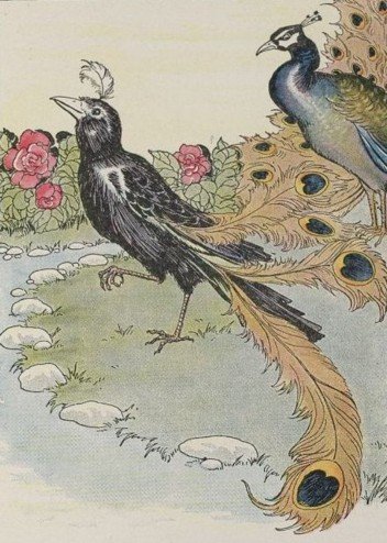 CHIM QUẠ KHOÁC LÔNG CÔNG