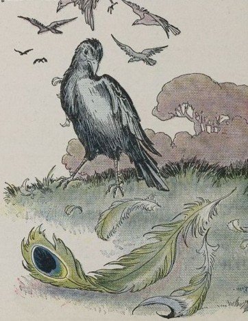 CHIM QUẠ KHOÁC LÔNG CÔNG