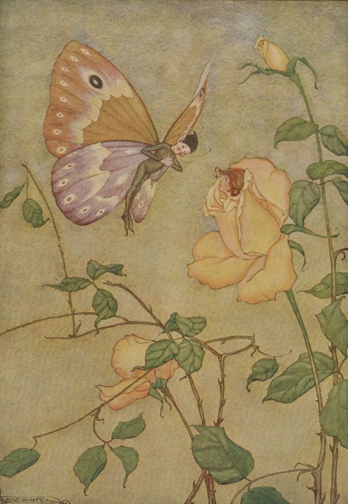 HOA HỒNG VÀ BƯỚM